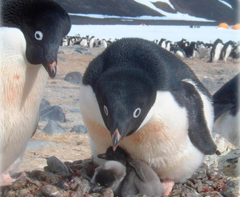 Illustration for article titled This is What Will Happen to Antarctica in 100 Years